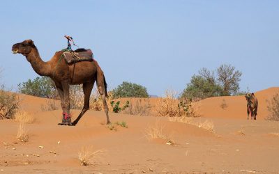 Experience Magic Morocco Camel Trek: 10-Day in Sahara