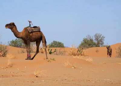 Camel trek in the desert of Morocco