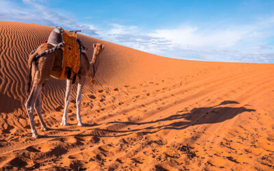 Morocco Desert Trekking in M’hamid – Wild experience