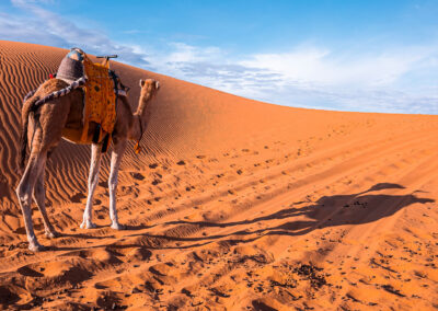 Morocco Desert Trekking in M’hamid – Wild experience