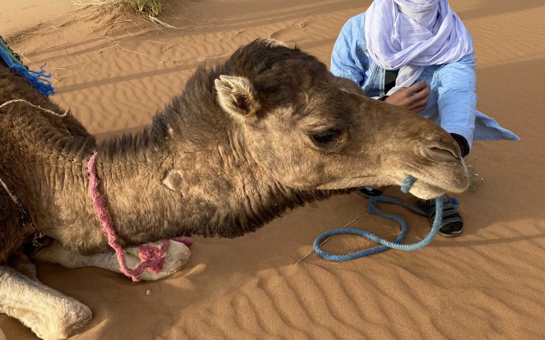 MOROCCO Trekking Sahara: camel trek & desert camp