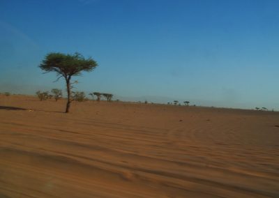 Acacia Tree in The sahara desert of Morocco in our trekking trip