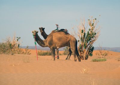 Camel Trekking in Sahara desert of Mhamid