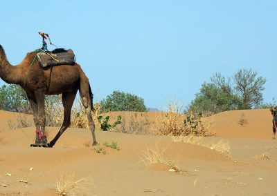 Camel ride in the desert of Morocco