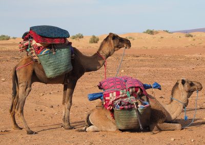 Trekking in the desert by Camels