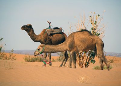 Camel Trekking in Sahara of Mhamid