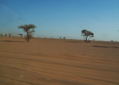 acacia tree in Sahara desert trip from Ouarzazate