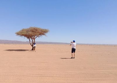 Acacia tree in the desert of Morocco