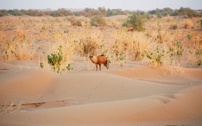 Explore Culture Bedouin: Authentic 7-Day Camel Treks in Morocco