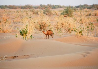 Camel treks in Morocco at Sahara desert