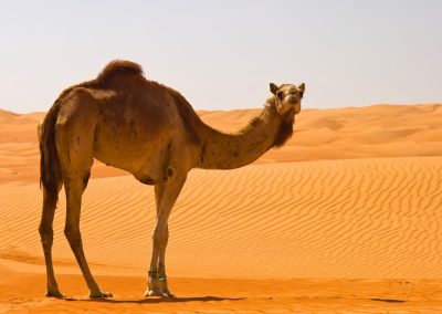 Camel Ride in the desert of Erg Chegaga